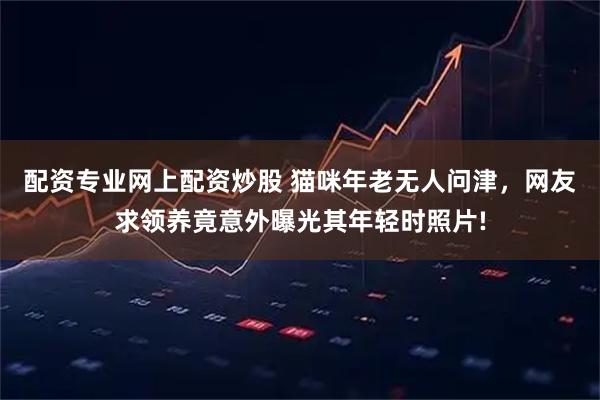 配资专业网上配资炒股 猫咪年老无人问津，网友求领养竟意外曝光其年轻时照片!